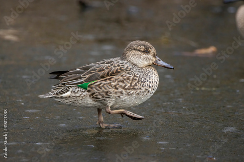 Beautiful female teal duck at a little pond called Jacobiweiher not far away from Frankfurt, Germany at a cold day in winter.