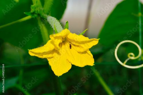 close-up - a beautiful yellow cucumber flower in the garden