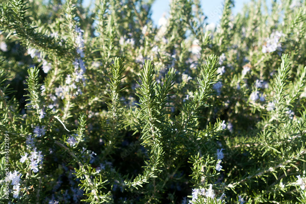 Green rosemary with blue flowers Green rosemary with blue flowers