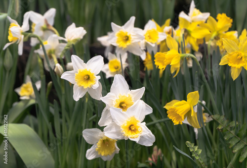 daffodils in the garden © Mary Pain