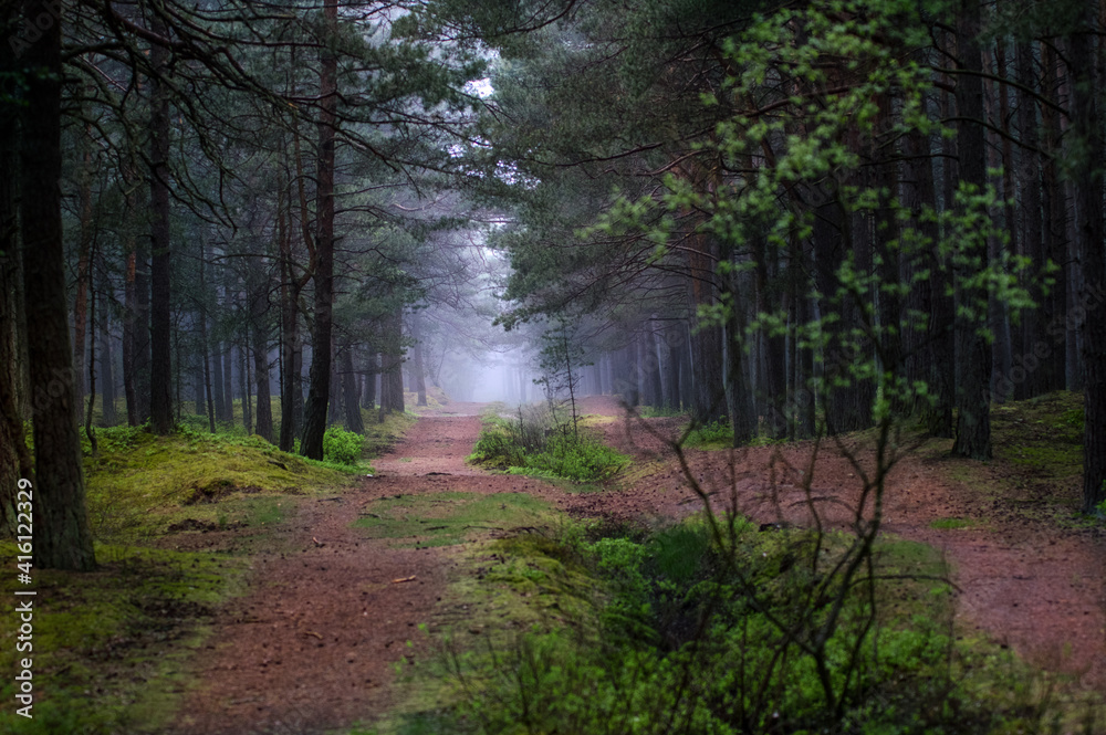 Obraz premium Krajobraz leśny