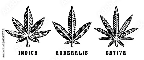Set of black and white vector illustrations of cannabis species on a white background.