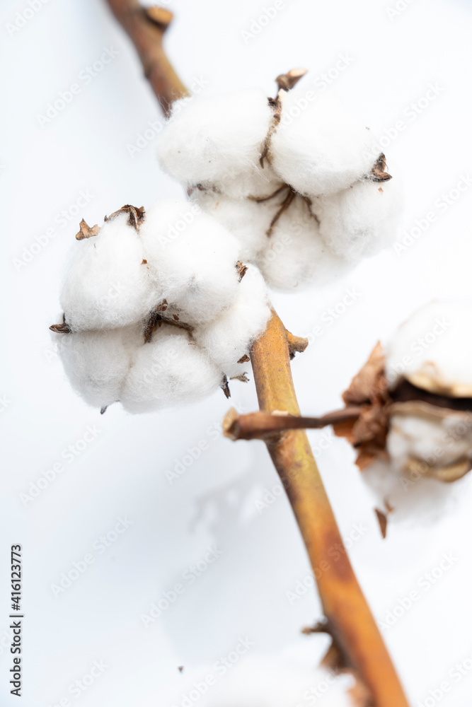 cotton flowers on a white background, a branch of cotton. Delicate white cotton flowers. Light cotton background, flat lay. cotton flowers on a white background, a branch of cotton. Delicate white cotton flowers. Light cotton background, flat lay.