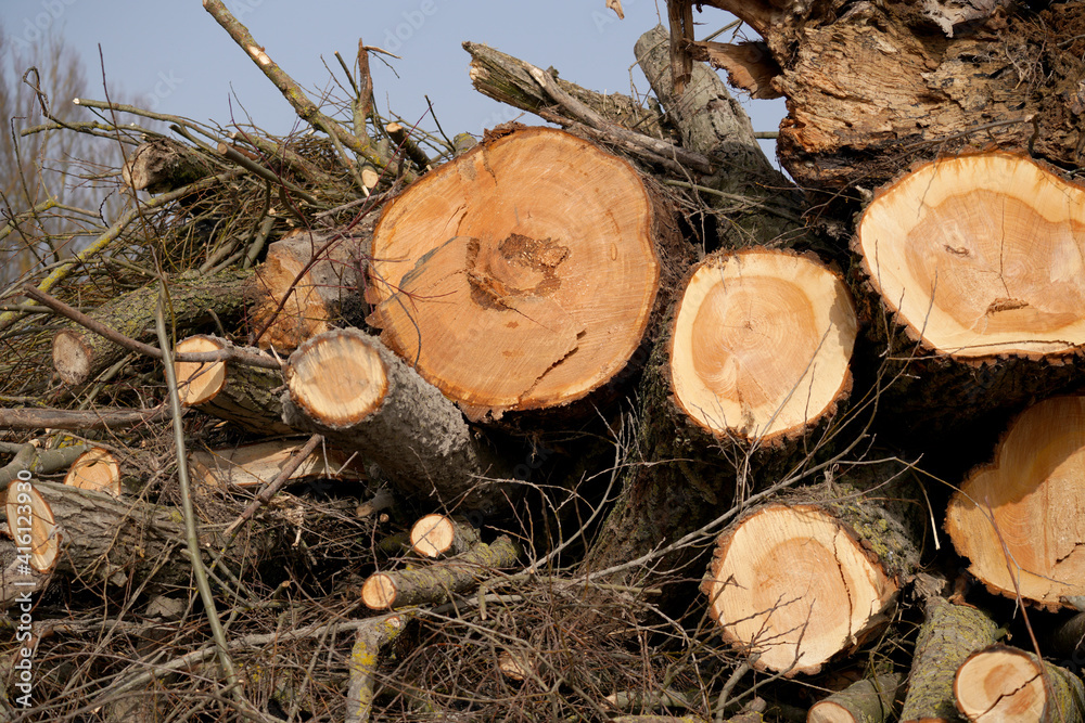 Sawn trees as waste or firewood stored sideways photographed in spring in Bavaria Sawn trees as waste or firewood stored sideways photographed in spring in Bavaria