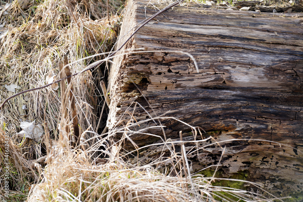 Sawn trees as waste or firewood stored sideways photographed in spring in Bavaria