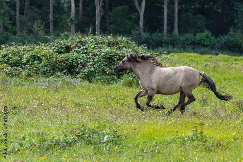 Fototapeta premium Konik horse running in a grass land in Lentevreugd, The Netherlands