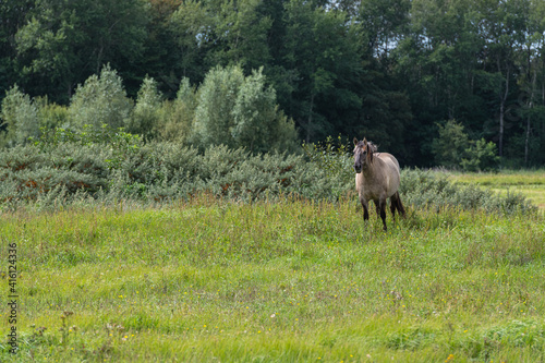 Konik horse standing in a grass land in Lentevreugd, The Netherlands