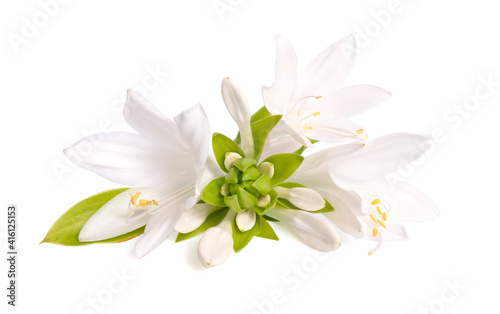 Flowers Hosta plantaginea isolated on white background © spline_x