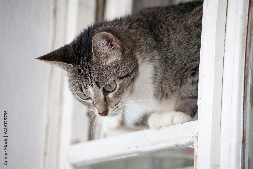 The cat is sitting on the window