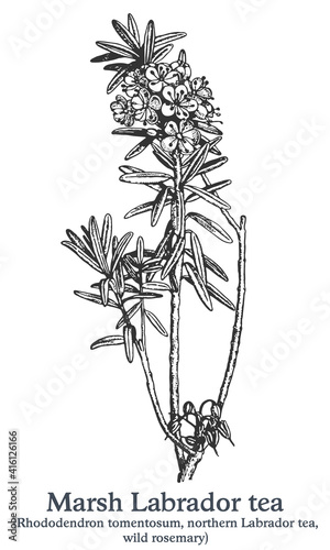 Marsh Labrador tea. Vector hand drawn plant. Vintage medicinal plant sketch.