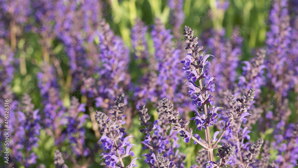 Salvia flowers in sunlight. All hues of violet: purple, mauve, lilac, electric, grape color. Selective focus. 16:9