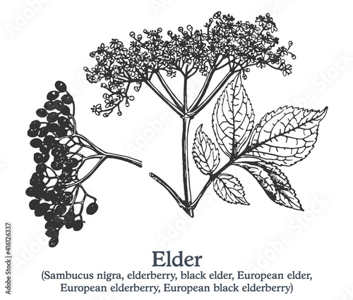 Elder. Vector hand drawn plant. Vintage medicinal plant sketch.