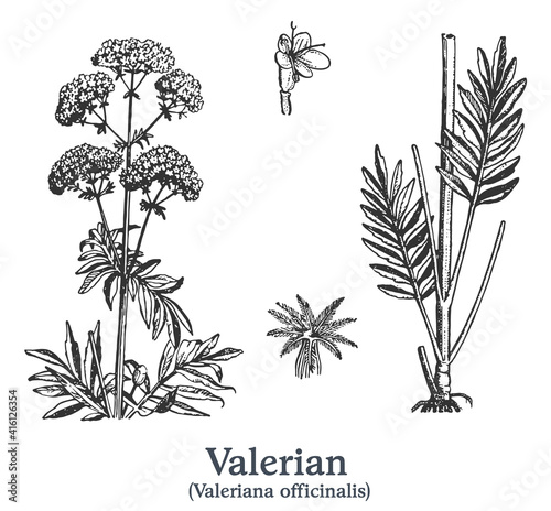 Valerian. Vector hand drawn plant. Vintage medicinal plant sketch.