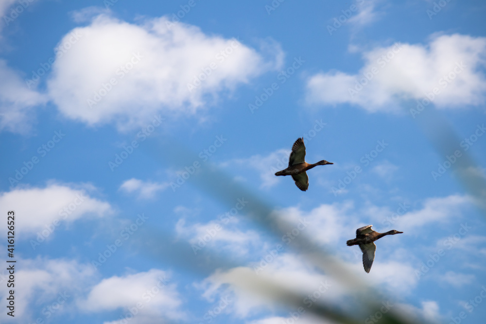 Wild ducks on a background of blue sky. Two blurry ducks in flight. Hunting concept. Wild ducks on a background of blue sky. Two blurry ducks in flight. Hunting concept.