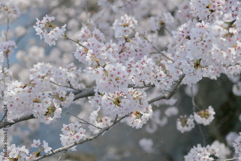 恩田川の桜-1