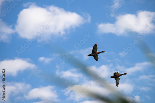 Wild ducks on a background of blue sky. Two blurry ducks in flight. Hunting concept.