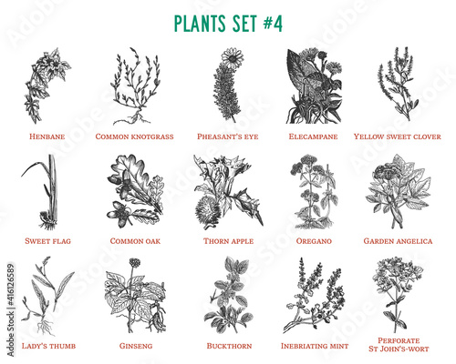Vector hand drawn plants set