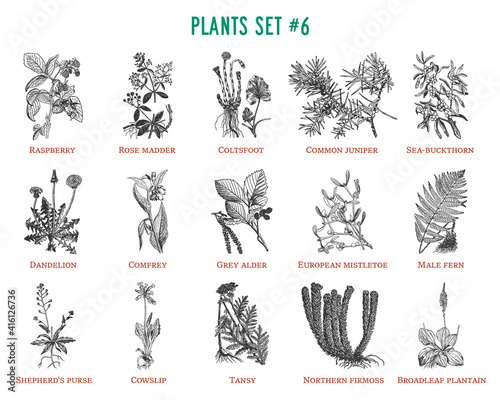 Vector hand drawn plants set