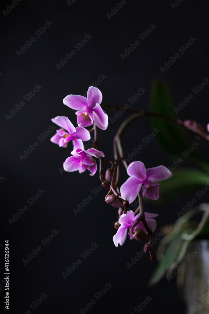 Purple Orchid flowers group, open and buds at peak flowering with plain, black background. Interior vertical photo, studio art image, copy space. Purple Orchid flowers group, open and buds at peak flowering with plain, black background. Interior vertical photo, studio art image, copy space.