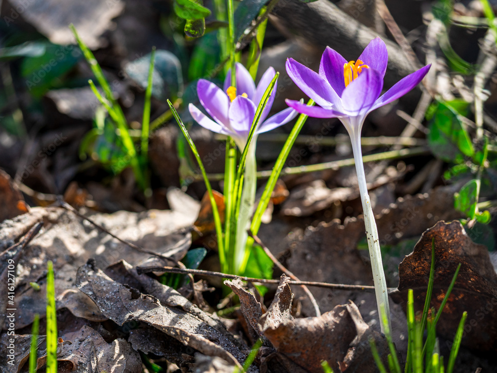 crocus couple crocus couple
