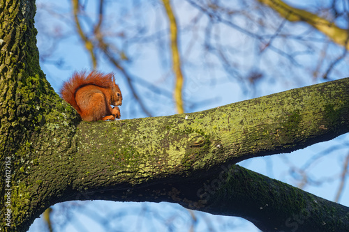 A red squirrel eats on a branch. Red squirrels occupy boreal, coniferous woods. In western and southern Europe they are found in broad-leaved woods. © Pierre-Jean DURIEU