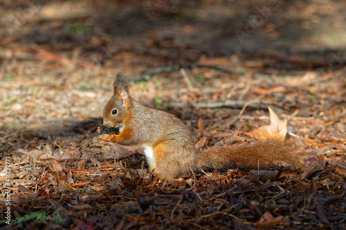 A red squirrel eats on the ground. Red squirrels occupy boreal  coniferous woods. In western and southern Europe they are found in broad-leaved woods.