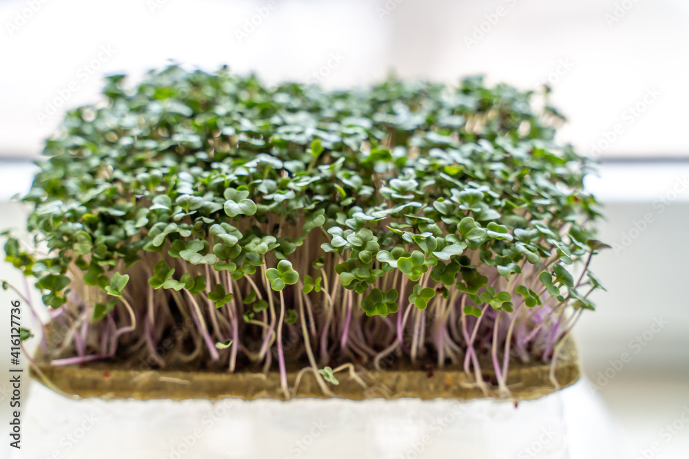 microgreen foliage background. Close-up of broccoli 6 days microgrin. Seed germination at home. The concept of vegan and healthy food. microgreen foliage background. Close-up of broccoli 6 days microgrin. Seed germination at home. The concept of vegan and healthy food.