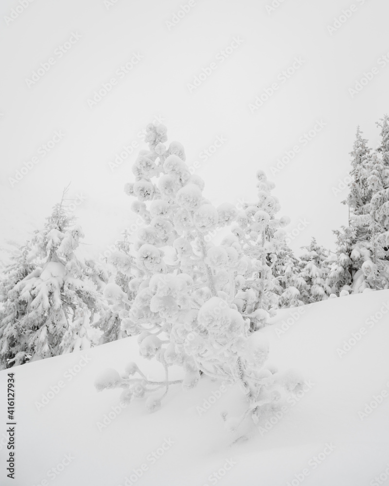 Beautiful snowy forest in the polish mountains Beautiful snowy forest in the polish mountains