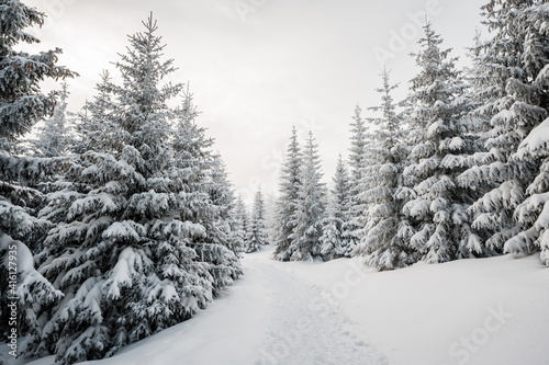 Mountain trail in the winter forest