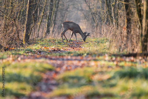 Roe deer in colorful forest in the morning light