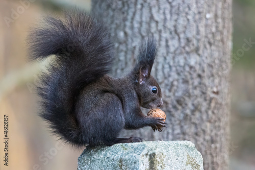 A dark brown European squirrel sitting on a branch