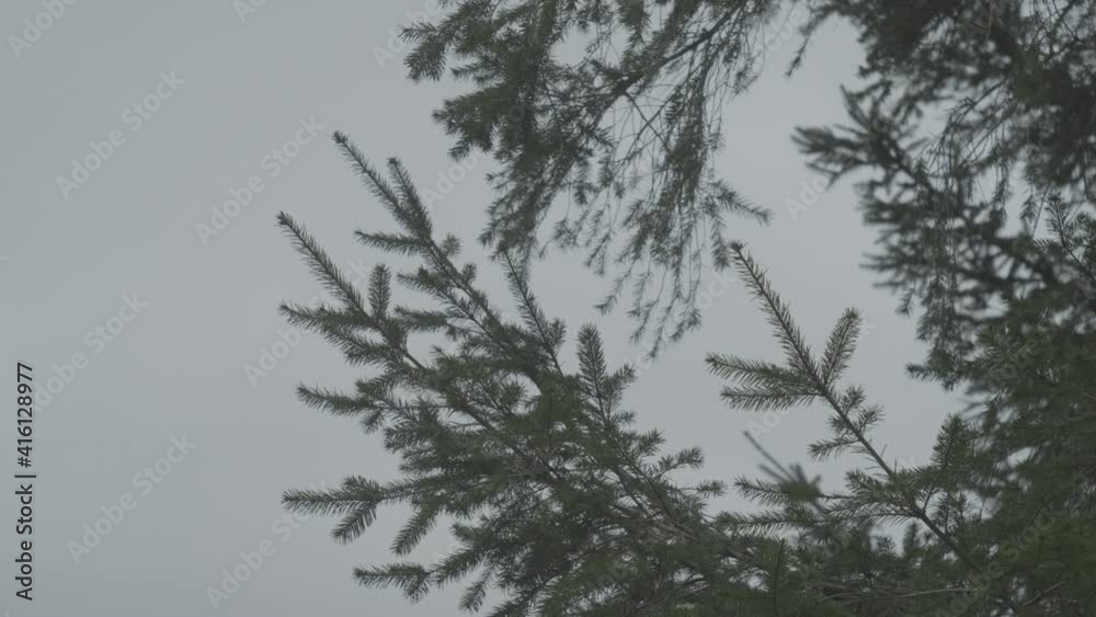 Pine tree branches in the forest Pine tree branches in the forest