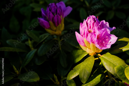 The beginning of flowering buds on the bushes of Rhododendron in warm spring days.Spring flowering. Close-up on the petals of a pink-purple rhododendron flower.