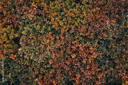 Green and autumn leaves backgrounds.