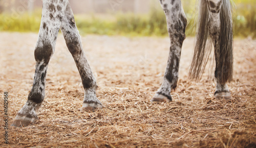The legs of a spotted domestic horse grazing on a farm in a hay paddock on a bright summer day. Livestock.