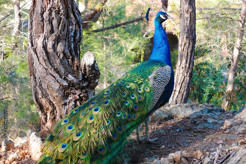 Wild colorful peacock in pine forest, sunny day. Peafowl or pavo, afropavo, phasianidae photo