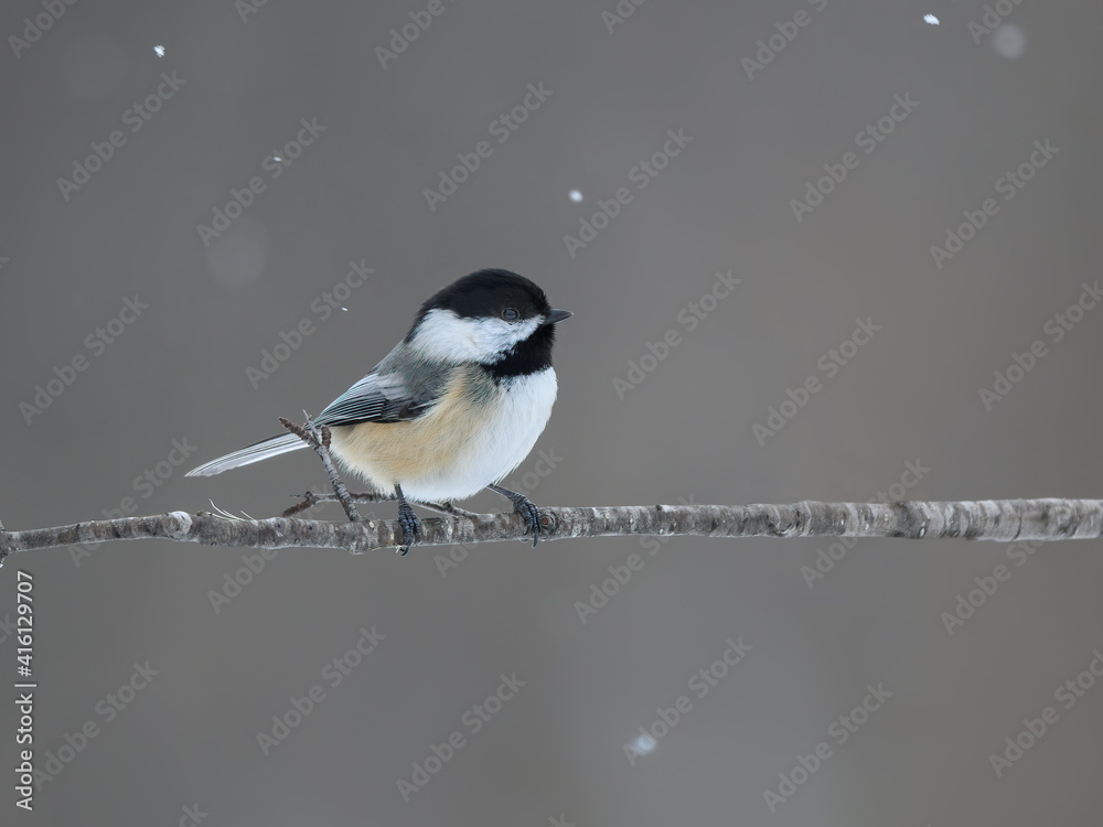 Black-capped Chickadee Closeup Portrait on Snowy Day in Winter on Gray Background Black-capped Chickadee Closeup Portrait on Snowy Day in Winter on Gray Background