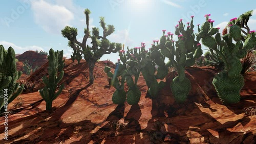 Pan of of field with cactus with pink flowers in dry desert
