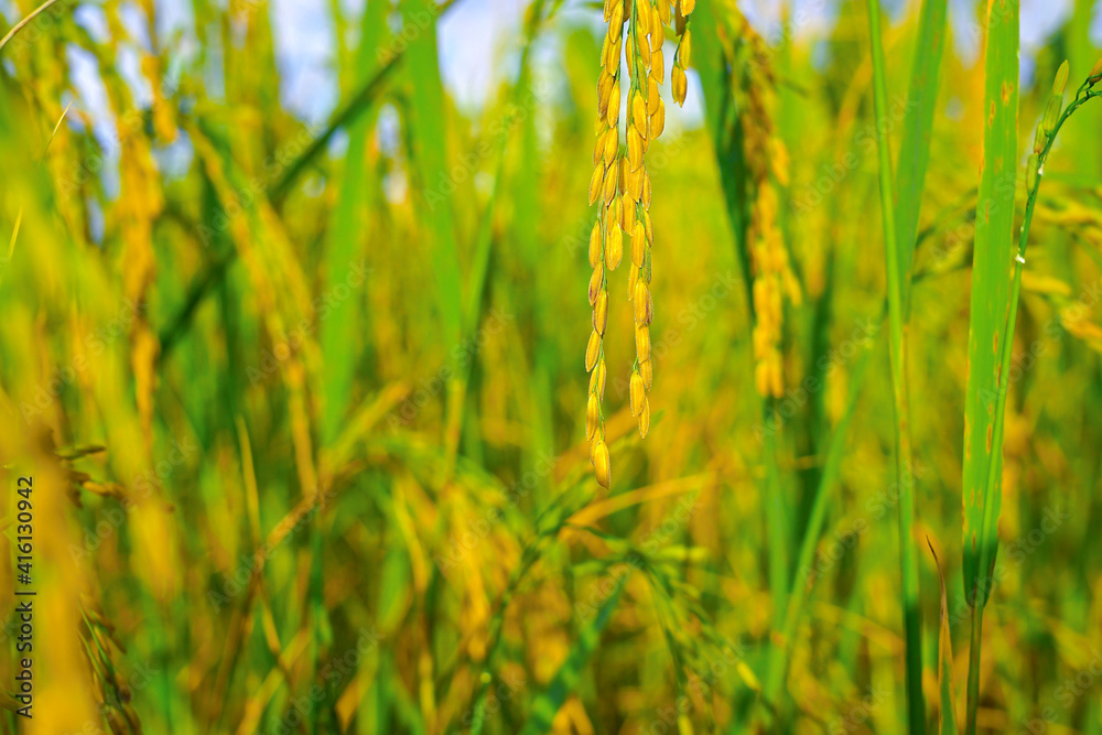Golden of rice ears Golden of rice ears