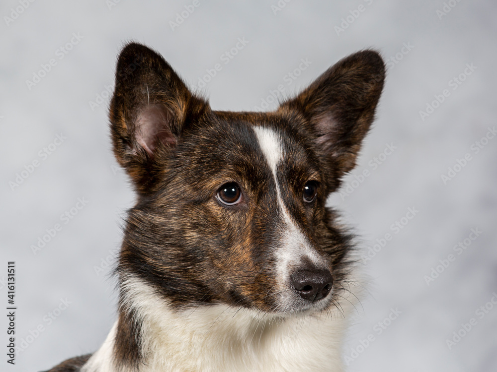 Cute dog posing for camera in a studio. Corgi looking dog. Cute dog posing for camera in a studio. Corgi looking dog.