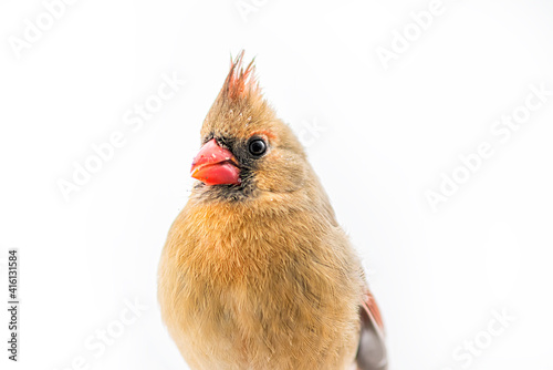 Fényképezés Closeup of northern cardinal female Cardinalis bird isolated with red beak durin