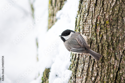 Fotografija Closeup of one black-capped chickadee poecile atricapillus bird perched on tree