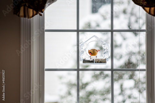 Female red one northern cardinal Cardinalis bird perched on plastic glass window feeder eating seeds in Virginia with curtains blinds and snow