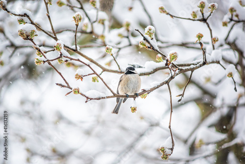 Small one black-capped chickadee, poecile atricapillus, tiny tit bird perching closeup on tree branch in Virginia during winter snow weather cherry flowers