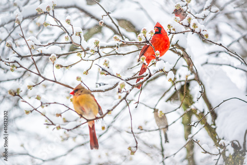 Two red northern cardinal couple, Cardinalis, birds perched on tree branch during heavy winter snow colorful in Virginia cherry flowers buds