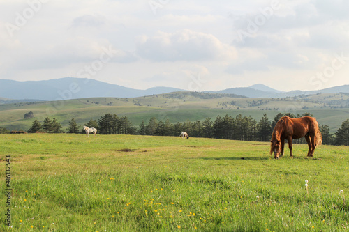 Horses on the grass on the mountain Zlatibor, Serbia. Beautiful landscape and view of mountain nature.