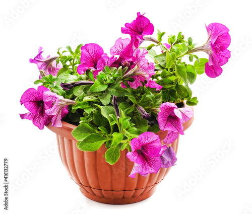 Purple petunia in the pot.