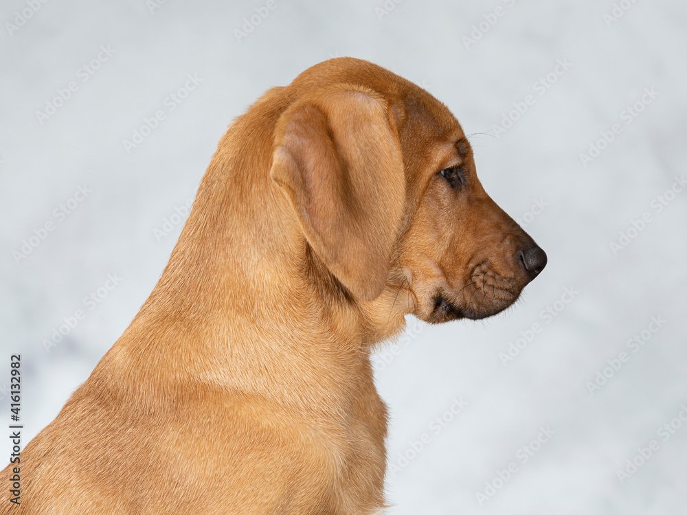 Broholmer puppy dog portrait, image taken in a studio. Breed also known as the Danish mastiff. Cute little puppy posing for camera. Broholmer puppy dog portrait, image taken in a studio. Breed also known as the Danish mastiff. Cute little puppy posing for camera.