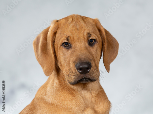 Broholmer puppy dog portrait  image taken in a studio. Breed also known as the Danish mastiff. Cute little puppy posing for camera.