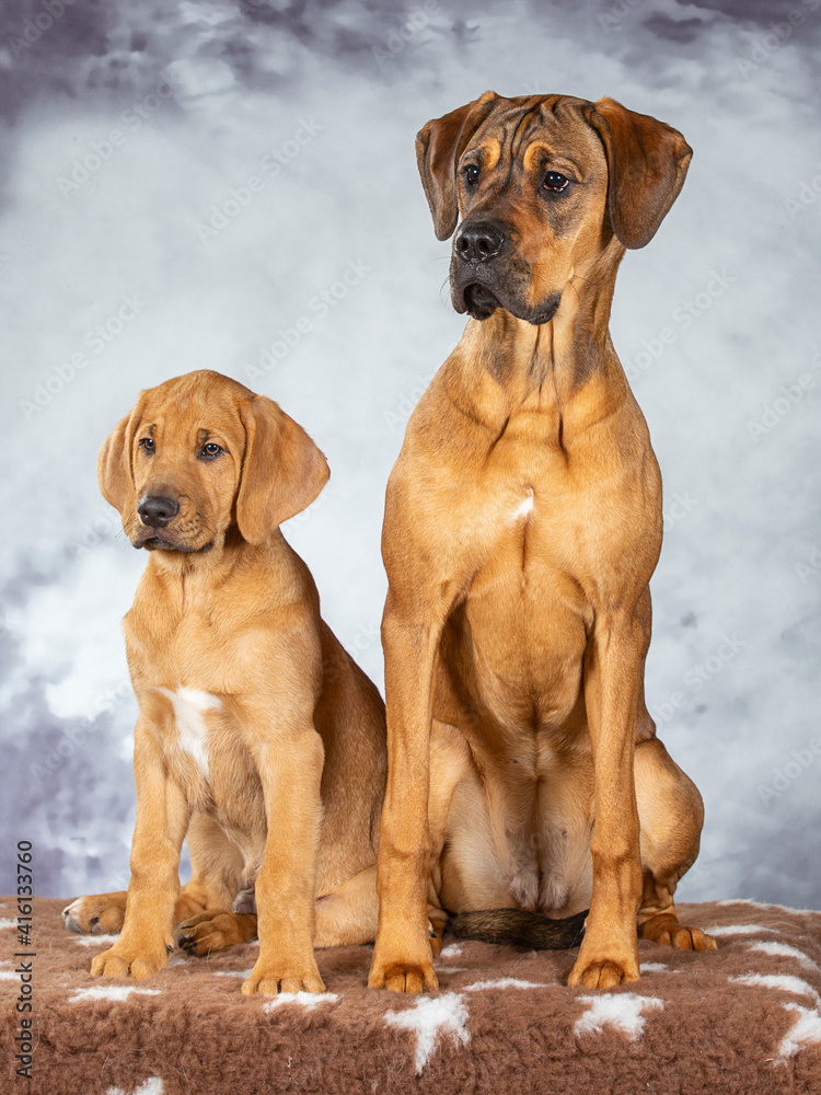 Guard dogs posing for camera in a studio shot. Broholmer puppy and Rhodesian looking dog.